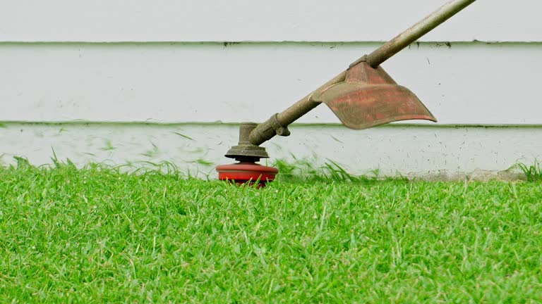 Best Lawn Disease Treatment  in Fort Stockton, TX