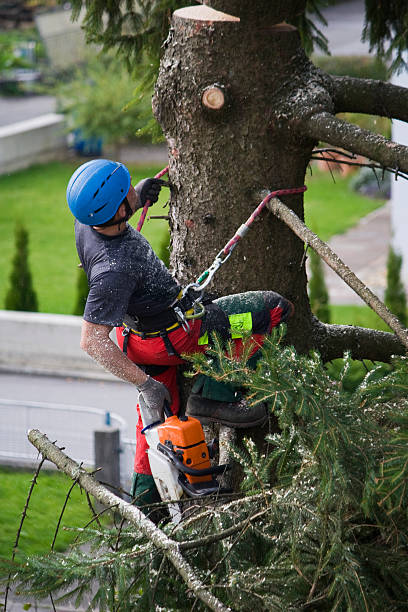 Best Aeration Services  in Fort Stockton, TX