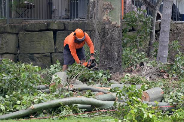 Tree and Shrub Care in Fort Stockton, TX