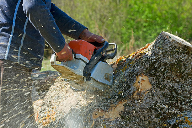 How Our Tree Care Process Works  in  Fort Stockton, TX